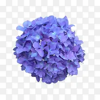 紫色的花球