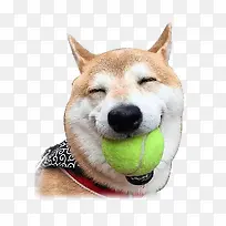 嘴里喊着网球的微笑狗狗