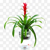 鸿运当头