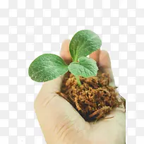 春天绿色手捧植物绿苗