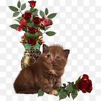 小猫和玫瑰花