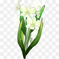 白色的水仙花