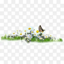 草地上的花朵与蝴蝶