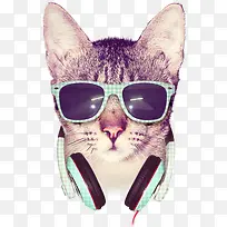 酷酷的猫