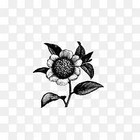 绘画植物 花 黑白