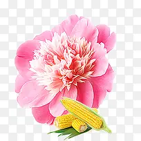 粉色花和玉米