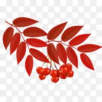 红树叶上的果实