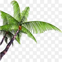 夏日海报清凉椰子树