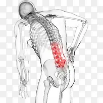 男性的背部脊椎图