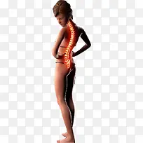 女性的背部脊椎图