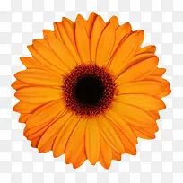 橙色鲜艳的黑色花芯的一朵大花实