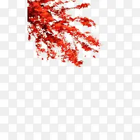 红色的树叶