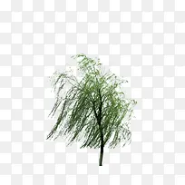 风吹柳树柳树叶