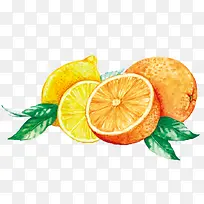 柑橘和柠檬绘画