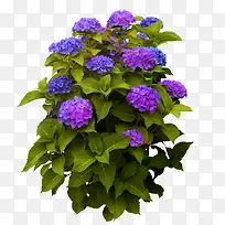 紫色盆栽绣球花装饰图案