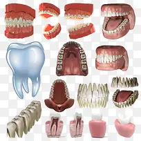 牙齿3d假牙模型