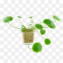 盆栽金钱草