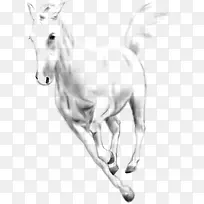 手绘白马动物奔跑