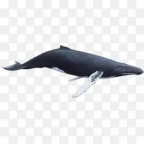 高清摄影深海的鲸鱼
