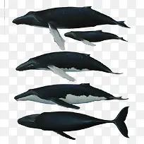 海底鲸鱼图集