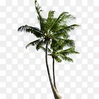 海边度假区绿色椰子树