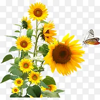 向着阳光生长的向日葵跟蝴蝶