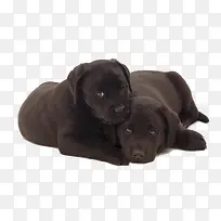 两只黑色拉布拉多犬
