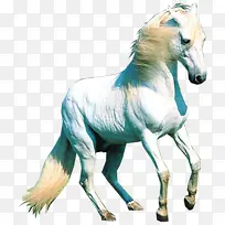 动物白马