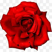 红色盛开大朵玫瑰花