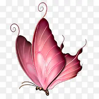 美丽的粉色蝴蝶