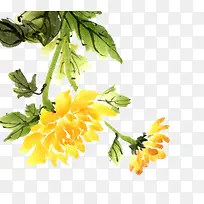 重阳节手绘植物菊花