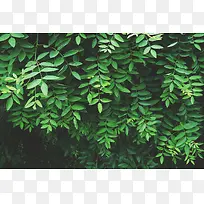草木植物绿叶高清摄影