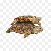 最古老的爬行动物黄壳鳄龟实物