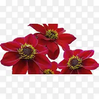 深红色花朵