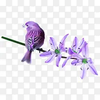 紫色花朵和鸟
