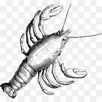 素描龙虾手绘简图