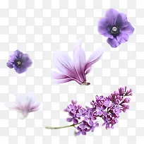 丁香玉兰浪漫紫色花朵