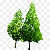 合成绿色的大树效果造型