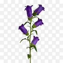 紫色铃兰