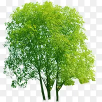 创意合成绿色的大树效果造型