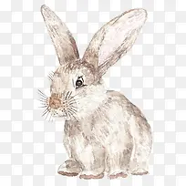 素描棕色兔子
