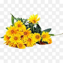 黄色的小雏菊