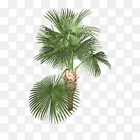 棕榈树图