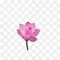 绽放的粉色莲花