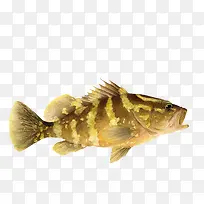 黄色条纹的鱼