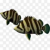 海底海洋生物 鱼