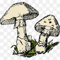 蘑菇 菌类 植物