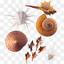 蜗牛海螺元素