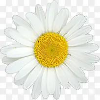 创意合成摄影白色的茉莉花花朵