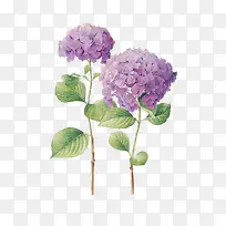 两束紫色手绘小花
